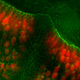 Illustration for article titled These spectacular images show why they call it the ‘OMG’ microscope